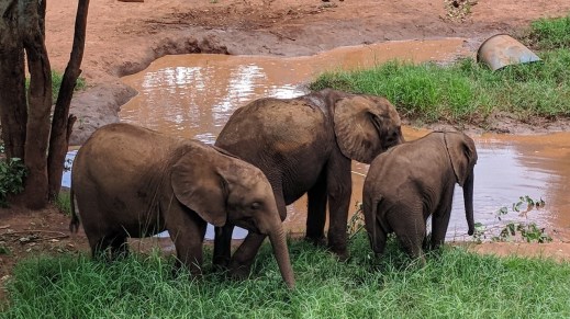 elephants